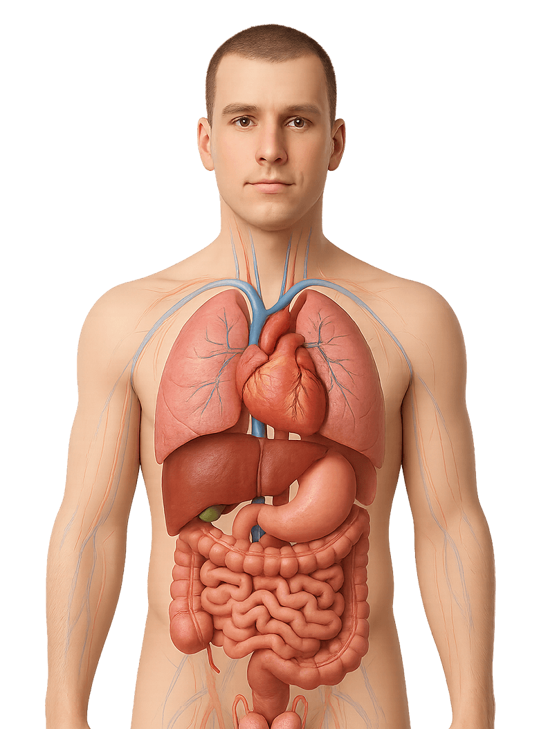Male body